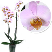 Orchide papillon Rose, Phalaenopsis